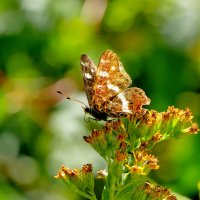 из снятого сегодня 3 :: Александр Прокудин