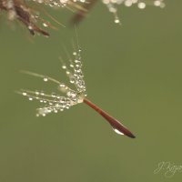 *** :: Елена Kазак (selena1965)