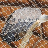 НЕ_УЛЕТИТ :: Сергей Янович Микк