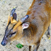НЕ_ВЫЗДОРОВЕЕТ :: Сергей Янович Микк