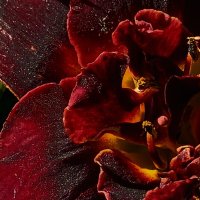 Бархатный принц. :: Галина Левина