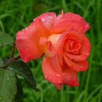 О красоте цветов :: Милешкин Владимир Алексеевич 