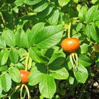 природа :: марта Камушкина