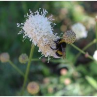 "труженица" :: Светлана Баталий