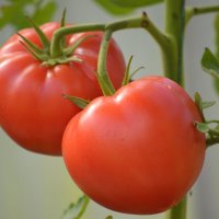 Помидорки :: Татьяна Лютаева