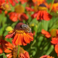14 августа - Медовый Спас (или 1й Спас) :: Татьяна Лютаева 14 августа - Медовый Спас (или 1й Спас) :: Татьяна Лютаева