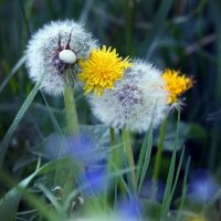 май :: Михаил Бибичков