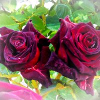 Розы :: Наталья Розы :: Наталья