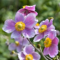 Цветочек :: Валерий Пославский