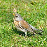 Дрозд рябинник :: Константин Анисимов Дрозд рябинник :: Константин Анисимов