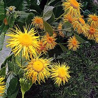 Цветы. :: Владимир Драгунский