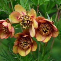 Июнь в Ботаническом... :: Наташа *****