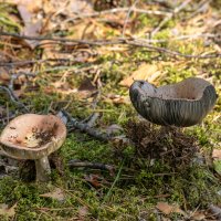 Два бокала :: Игорь Сикорский