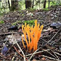 Калоцера клейкая. :: Валерия Комова Калоцера клейкая. :: Валерия Комова