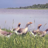 Монастырские гуси :: skijumper Иванов Монастырские гуси :: skijumper Иванов