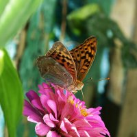 Бабочка на цветке :: Валентин Семчишин Бабочка на цветке :: Валентин Семчишин