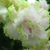 Нежность фиалки :: Елена Семигина