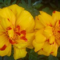 Солнечные :: Елена Семигина