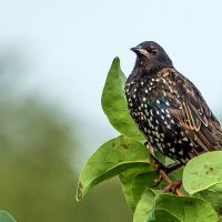 Молодой скворец. :: Владимир Безбородов Молодой скворец. :: Владимир Безбородов