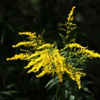 Золотарник. :: Владимир Безбородов Золотарник. :: Владимир Безбородов