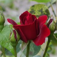 Роза :: Рита Симонова