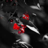 ---red drops--- :: AL Reborn 