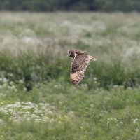 сова болотная :: юрий макаров