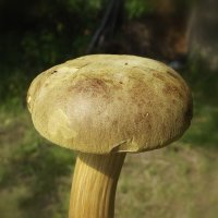 Грибок :: Freddy 97