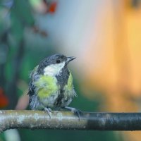 в лесу вечернем ... :: Andrey Bragin 