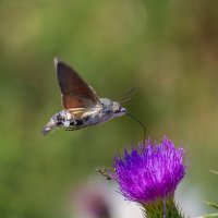 Лети пернатый с моего цветка... :: Александр Посошенко