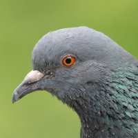 Голубь :: Сергей Михальченко