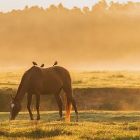 Раннее утро осеннего выгула. :: Виктор Евстратов Раннее утро осеннего выгула. :: Виктор Евстратов