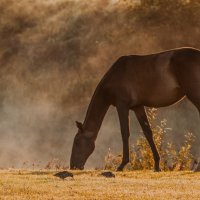 Утренний выгул. :: Виктор Евстратов Утренний выгул. :: Виктор Евстратов