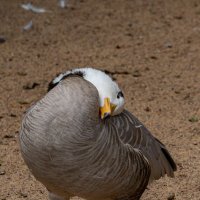 Воображала! :: Ирина Соловьёва