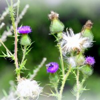 Репейники - 4 :: Сергей 