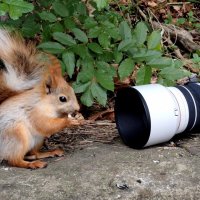 Ладно, снимай!!! :: Александр Кондаков