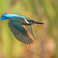 Зимородок!!! :: Владилен Панченко