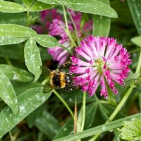 Шмель на клевере :: Алексей Р.