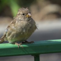 Пушистый воробушек :: Ната Волга