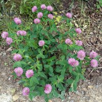 Букет природы. :: Ирина *** Букет природы. :: Ирина ***