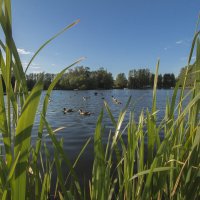 Городской пейзаж утки в парке :: Алексей Булак Городской пейзаж утки в парке :: Алексей Булак