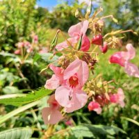 Недотрога :: Сапсан Недотрога :: Сапсан