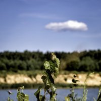 Лето. Жара ;-) :: Алексей Пышненко