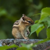 Полосатый и усатый. :: Вадим Басов