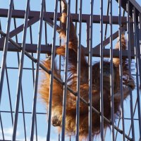 КРЕПКА_РЕШЕТКА :: Сергей Янович Микк