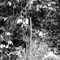 Назва. отсу. :: Денис Безногов