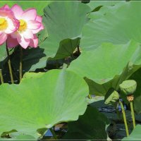 - смотри : „новенькие" :: Сеня Белгородский