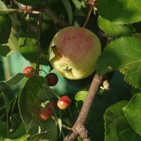 Привитая яблоня :: Сергей Швечков