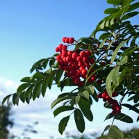 Ветка рябины :: Сергей Швечков