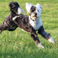 Веселый Лео :: Андроник Александр 